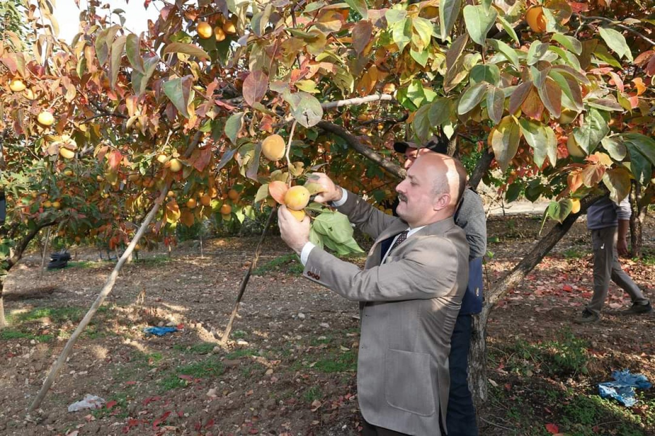 Cennet meyvesi topladı;