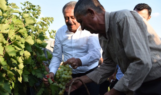 Vali Şıldak, üzüm bağında hasada katıldı