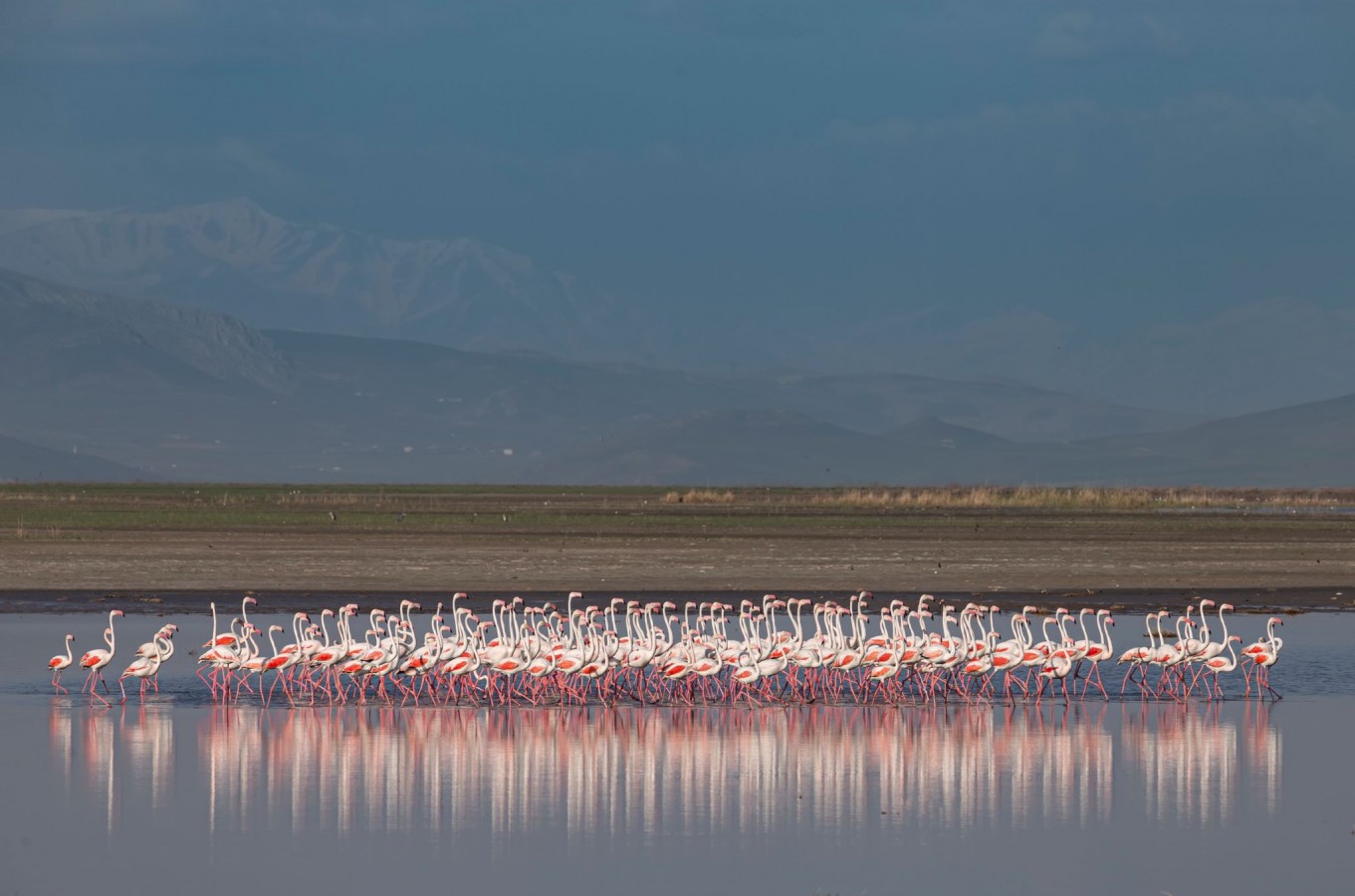 Erciş’e 'flamingo göç izleme terası' yapılacak