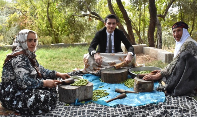 Derik’te zeytin hasadı zamanı