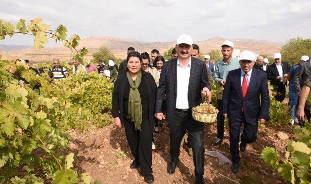 Üzümüyle ünlü Gercüş’te bağ bozumu festivali