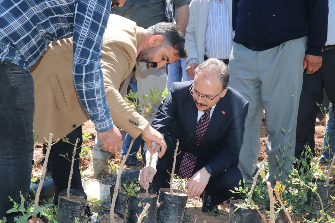 125 bin Siirt Fıstığı fidanı toprakla buluşacak;