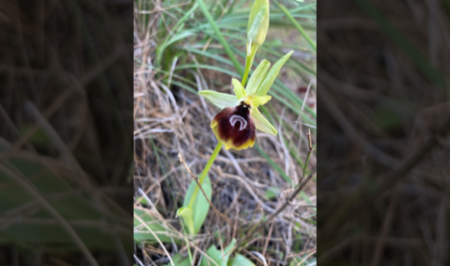 Kemer orkidesi, baharın gelişiyle çiçek açtı