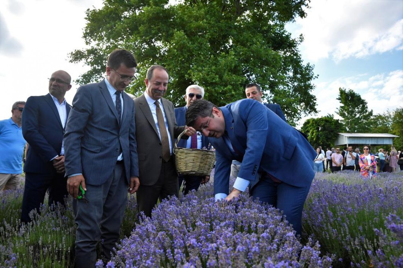 Edirne mora büründü, Lavanta Günleri başladı;