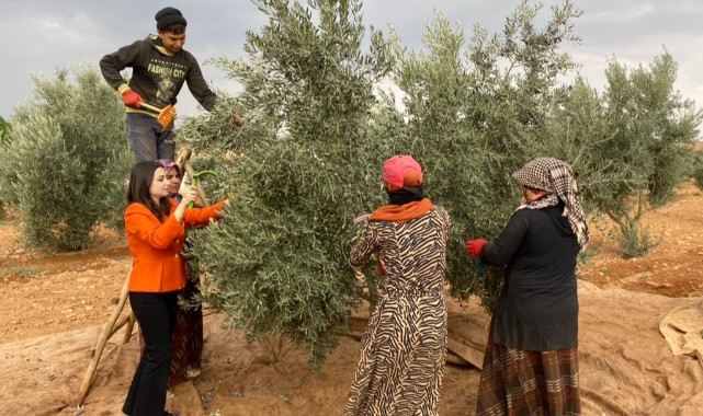 Çiftçilerle birlikte zeytin topladı