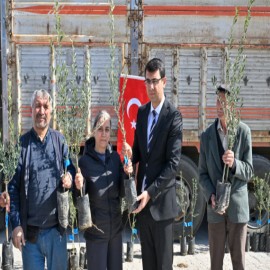 Uşak'ta atıl araziler zeytinle değerlenecek