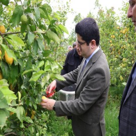 "Sarı Altın" Arsuz’u kalkındırıyor