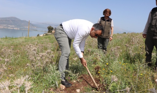 Kokulu ardıç fidanlarını çapaladı