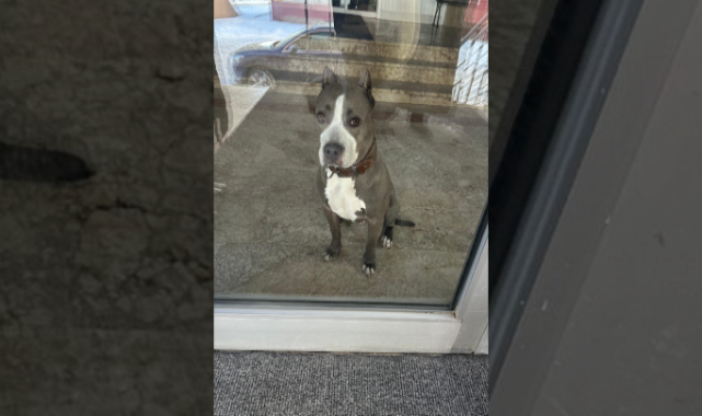 Kaymakam Kızılgüneş’in köpek olayında dikkat çeken detaylar: