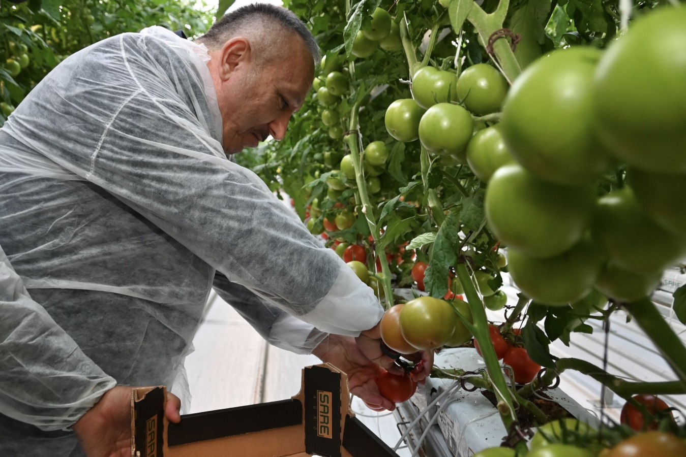 Topraksız serada üretilen domatesler hasat edildi;