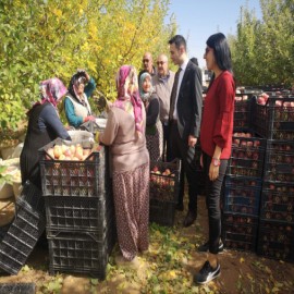 Kaymakam, çiftçilerle birlikte elma topladı