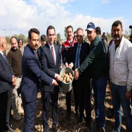 "300 bin ton patates üretimi bekleniyor"