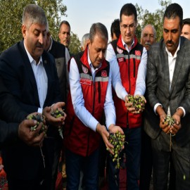 3 milyon ağaçta zeytin hasadı başladı