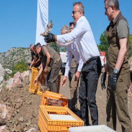 Kınalı kekliklerle ekosisteme destek