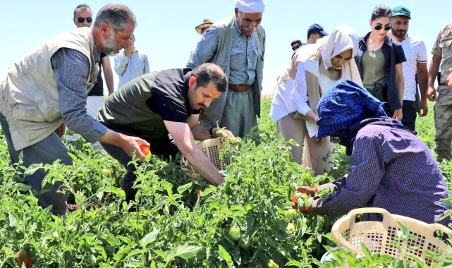 Çiftçilerle domates topladı