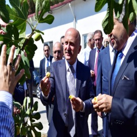 Aydın Valisi Varol, İncir Çalıştayı’nın ardından sezonun İlk hasadını gerçekleştirdi