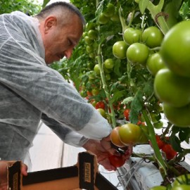 Topraksız serada üretilen domatesler hasat edildi