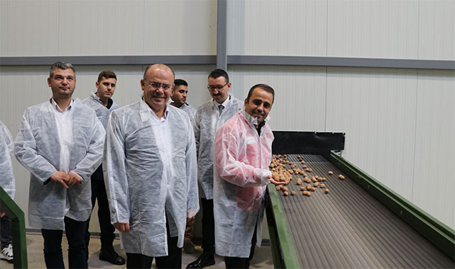 Kaymakam Köken, ceviz hasat etti;