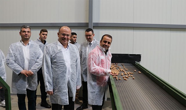 Kaymakam Köken, ceviz hasat etti