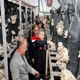 Atıl durumdaki Oruçlu Tüneli, mantar üretim merkezi oldu