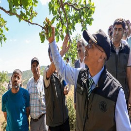 Menengiç ağaçları geleceğin gelir kaynağı olacak