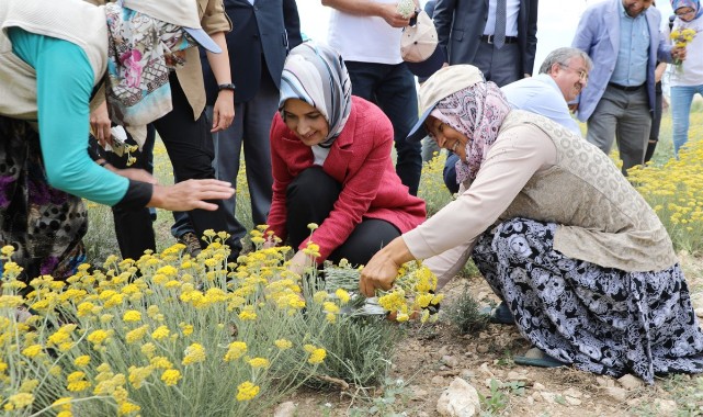 Vali Yiğitbaşı, çiftçilerle altınotu topladı