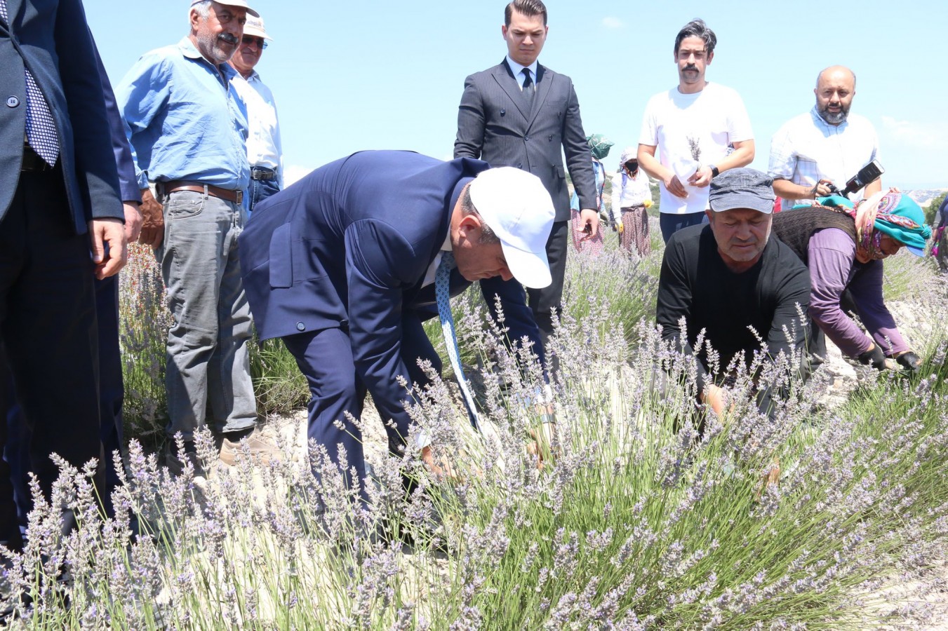 Hem lavanta hasat etti hem de uyardı;