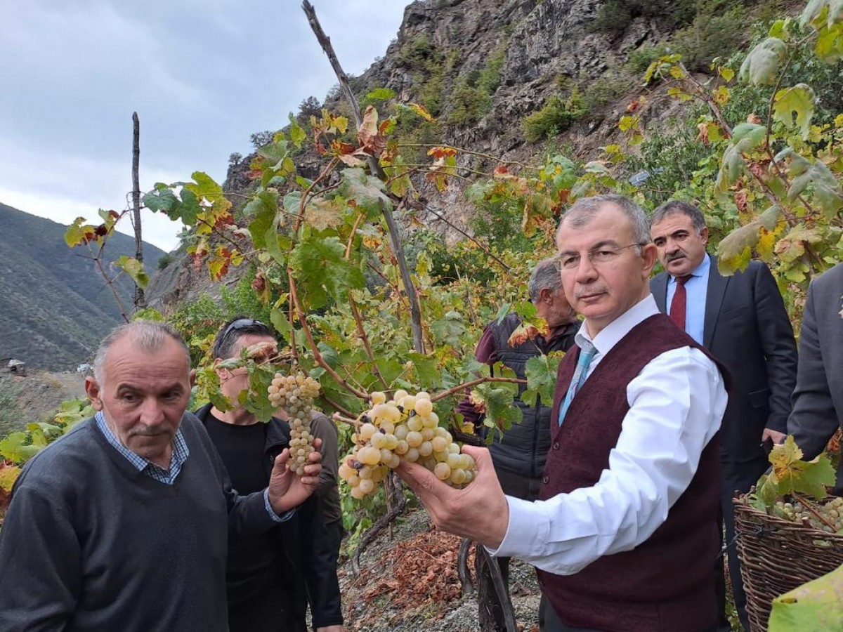 Kestiği üzümleri yanındakilere ikram etti