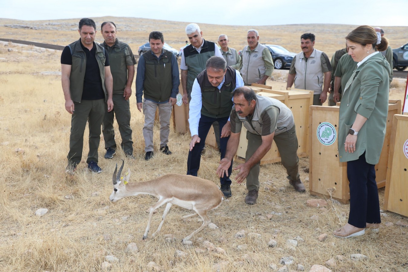 20 Urfa Ceylanı doğaya bırakıldı