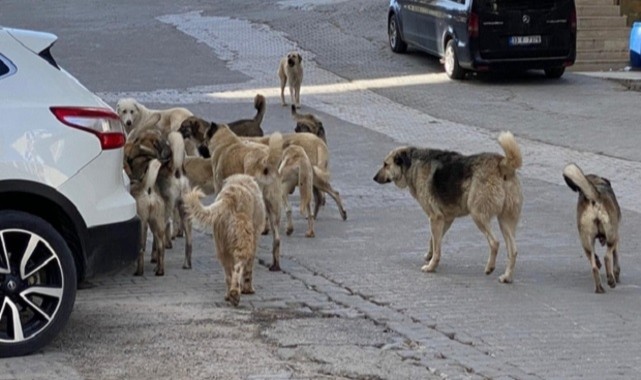 Valilikten ‘sokak köpekleri' talimatı