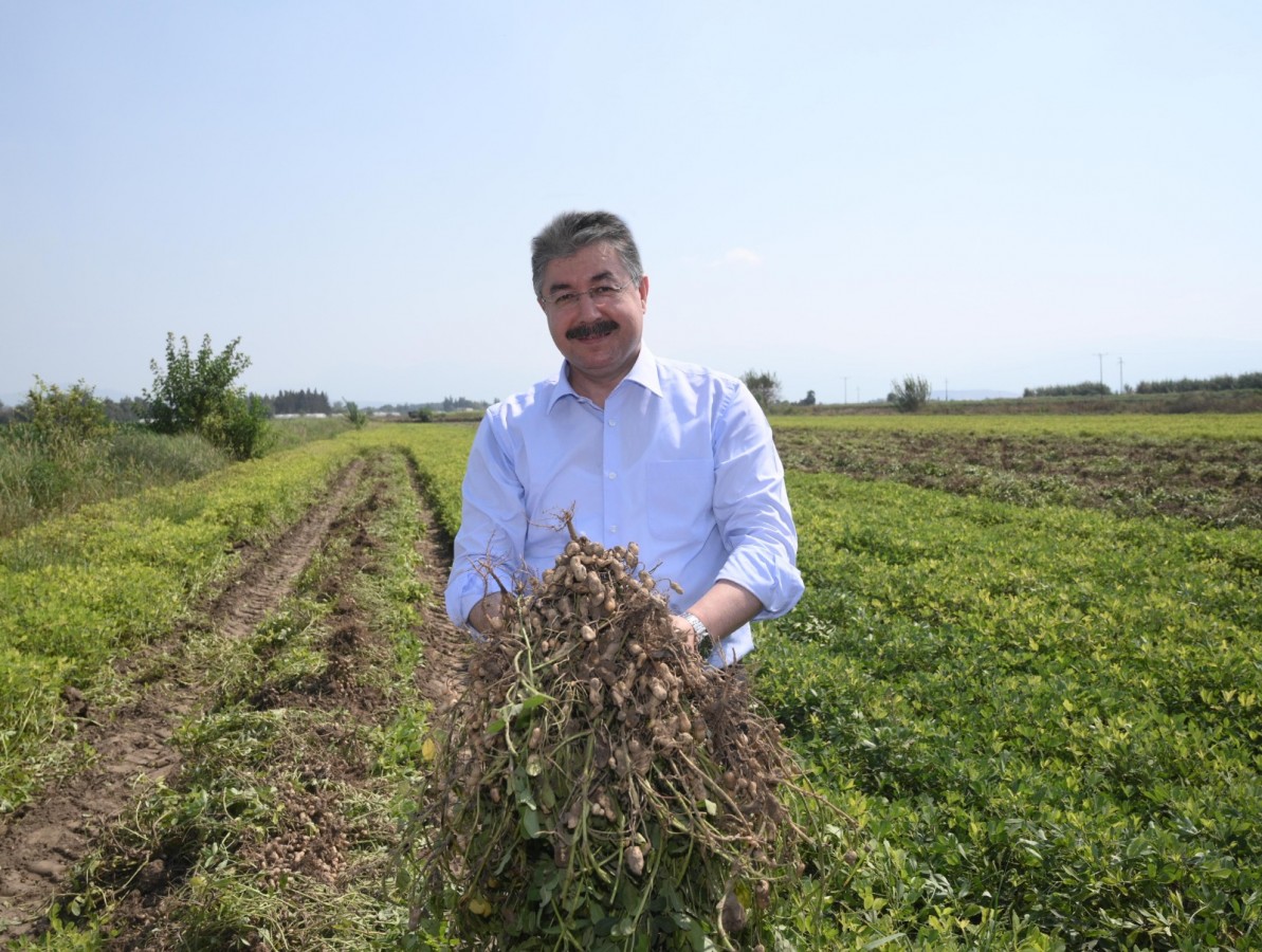 Yerli ve milli yer fıstığının hasadını yaptı