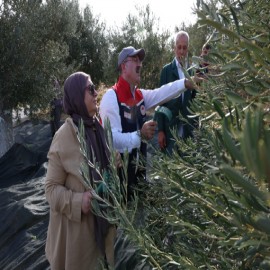Çanakkale’de ilk zeytinler toplandı