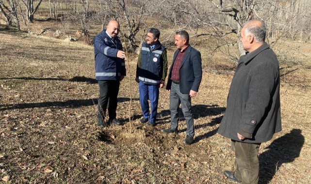 Bahçesaray'da ceviz üretimi üçte bir artacak