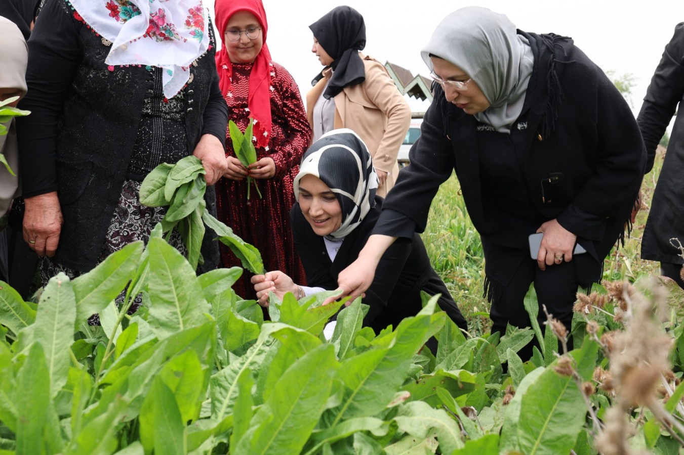 Tarladan yaprak topladı, sonra da sarma sardı