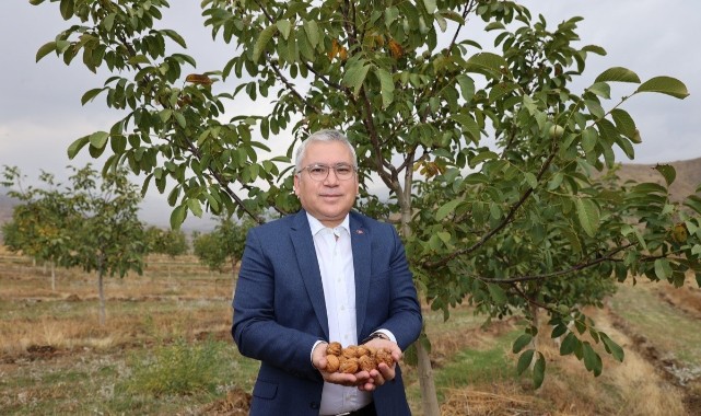 Anadolu’nun en büyük ceviz bahçesinde ilk hasat