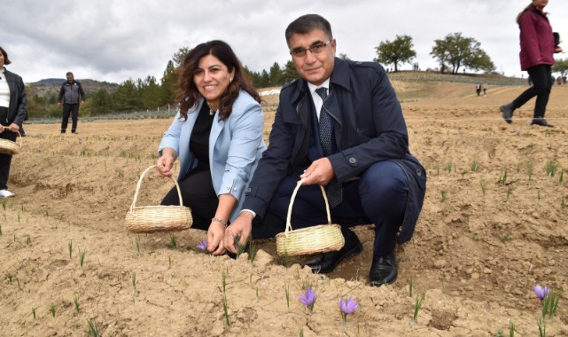 ‘Lavanta Kokulu Safran Bahçesi’nde ilk hasat