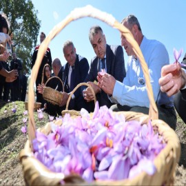 “Safran, Safranbolu ile özdeşleşmiş önemli bir değer"