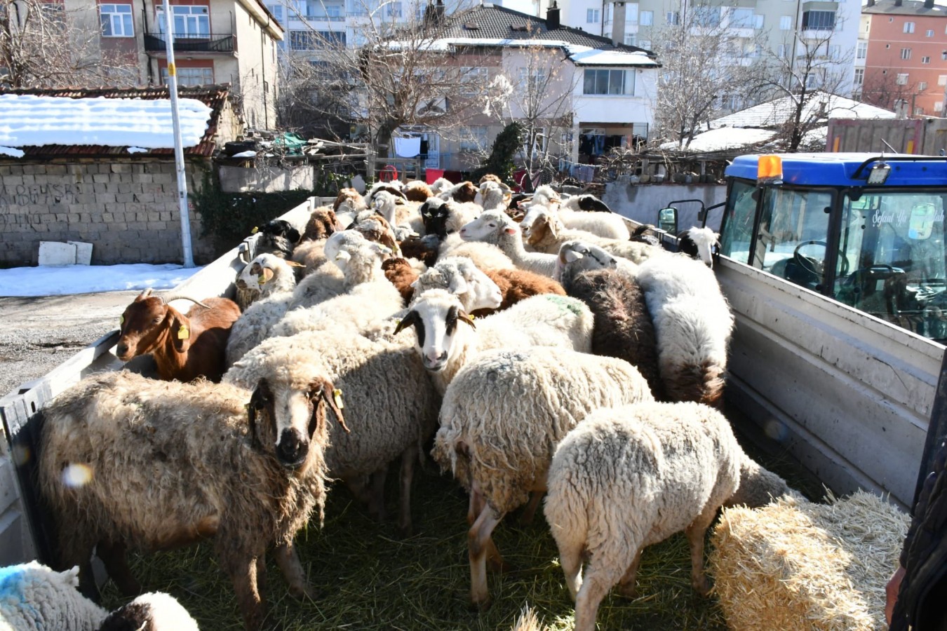 Hayvanlarını kaybeden depremzedeler için canlı hayvan;