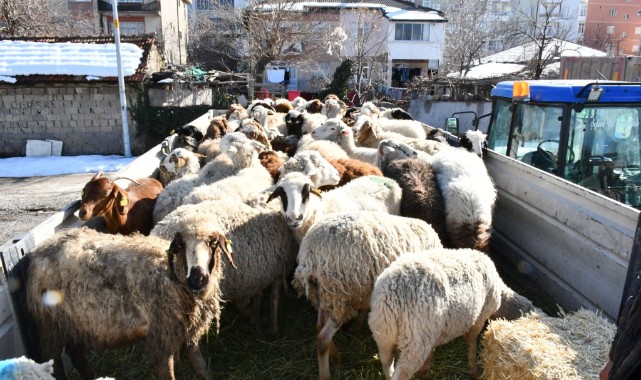 Hayvanlarını kaybeden depremzedeler için canlı hayvan