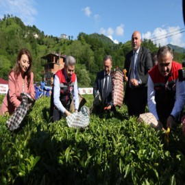 Artvin Valisi Ergün ve ÇAYKUR Genel Müdürü Alim ilk hasadı yaptı