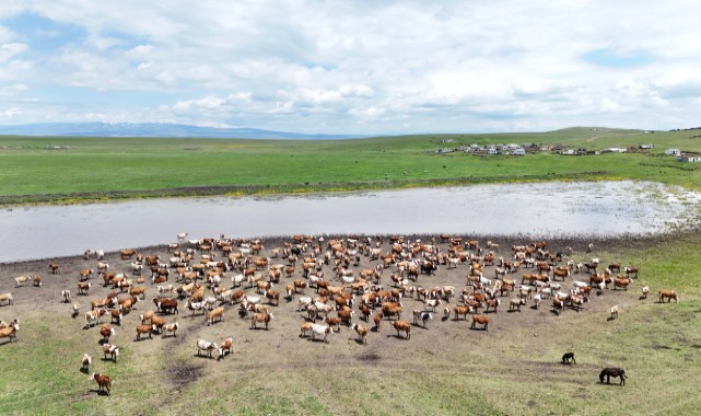 Kars’ta bin 200 dekarlık merada verimlilik arttı