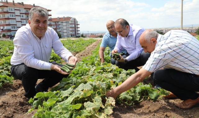 Turşunun hammaddesi ‘yeşil altın’lar toplanmaya başladı