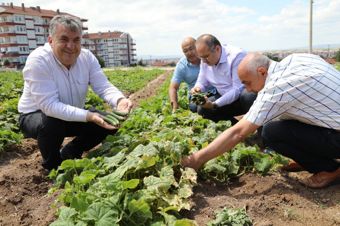 Turşunun hammaddesi ‘yeşil altın’lar toplanmaya başladı;