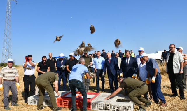 Kene avcısı keklikler doğayla buluştu