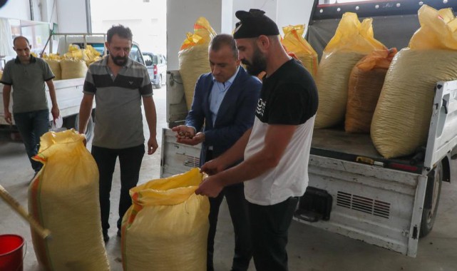 TMO, Ordu'da fındık alımına başladı