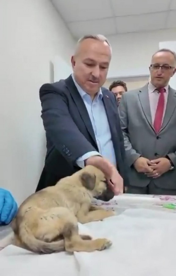 "Sahipsiz sokak hayvanları meselesini Nevşehir'in gündeminden çıkartıyoruz";