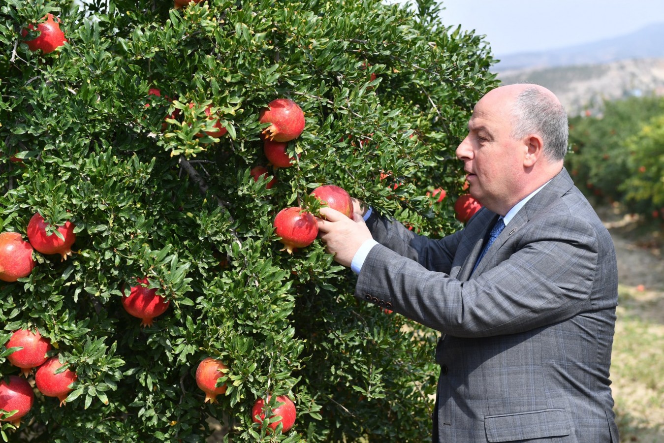 Çiftçilerle birlikte nar topladı;