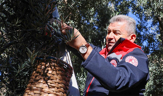 Vali Ergün, Artvin'e özgü Butko zeytinini hasat etti;