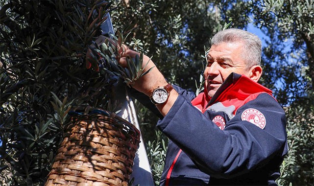 Vali Ergün, Artvin'e özgü Butko zeytinini hasat etti