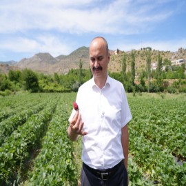 Sason Çileği'nde ilk hasat coşkusu